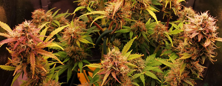 Royal Jack Auto Royal Jack Auto