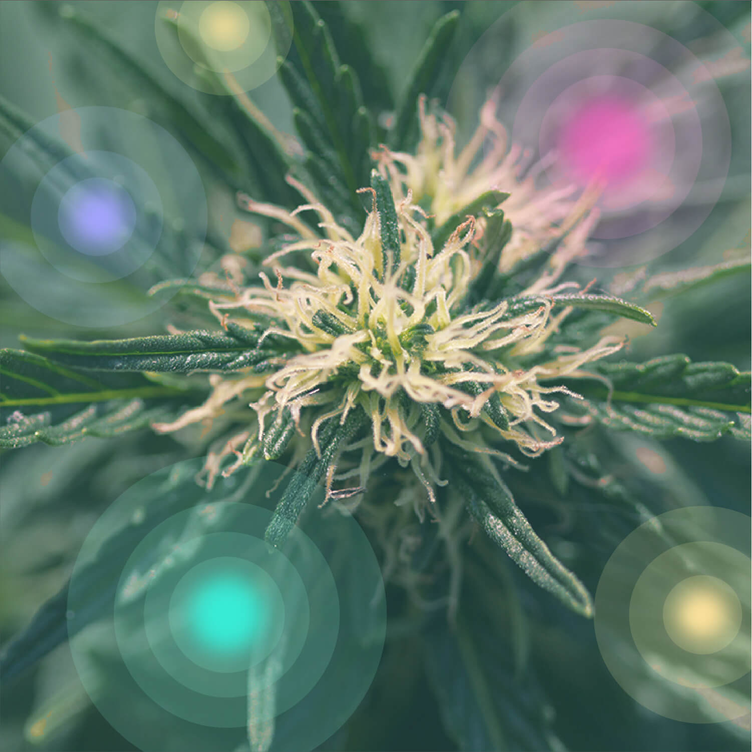 Vad är medicinsk marijuana?