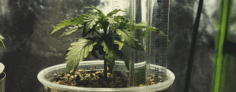 Microcultivos de marihuana: cómo conseguir hierba de calidad en espacios minúsculos