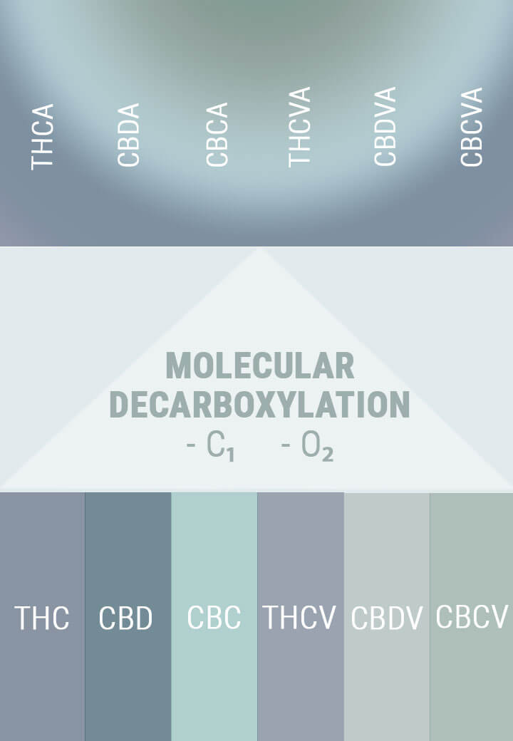 DEKARBOXYLATION ÄNDRAR SYROR TILL AKTIVA