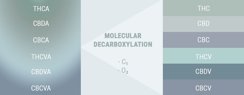 DEKARBOXYLATION ÄNDRAR SYROR TILL AKTIVA