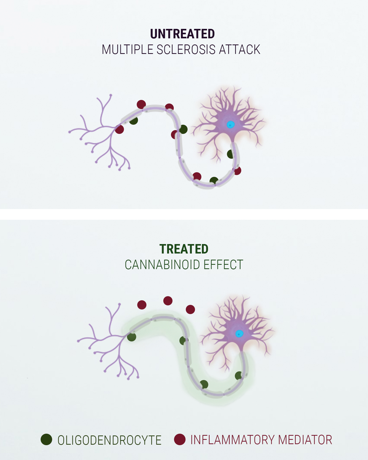 Ett ord om det endocannabinoida systemet Ett ord om det endocannabinoida systemet