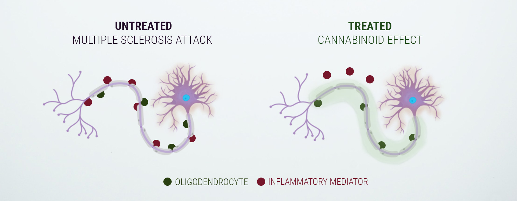 Ett ord om det endocannabinoida systemet Ett ord om det endocannabinoida systemet