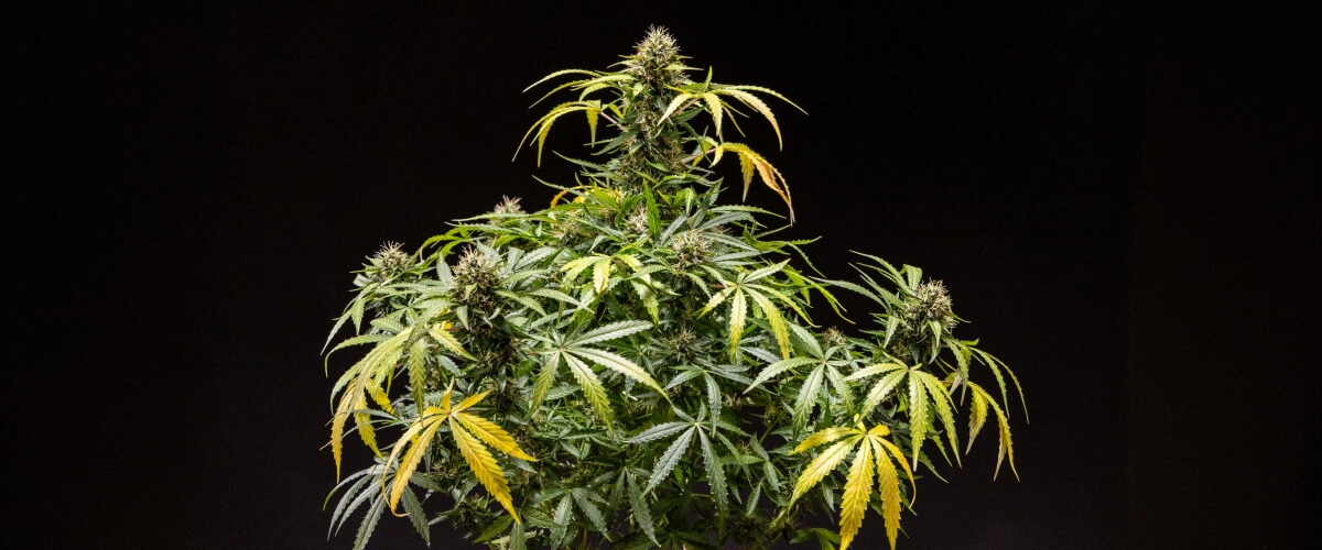 North Thunderfuck cannabisplanta med täta hartsrika knoppar, orange pistiller och frostiga trikomer under den sena blomningsfasen