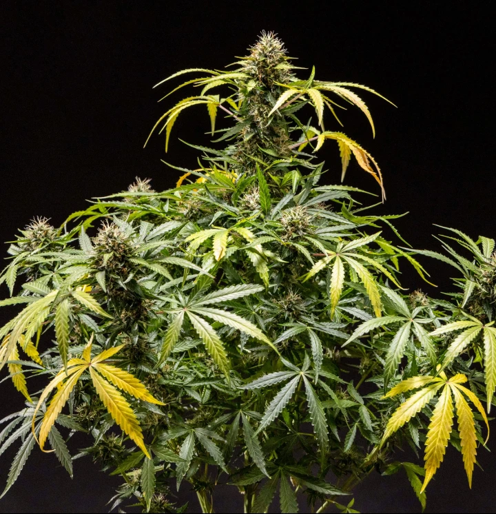 North Thunderfuck cannabisplanta med täta hartsrika knoppar, orange pistiller och frostiga trikomer under den sena blomningsfasen