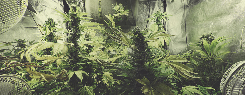 Northern Lights Northern Lights