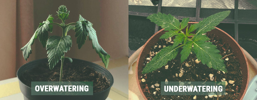 Bemästra cannabis fröplanta-stadie i tre enkla steg