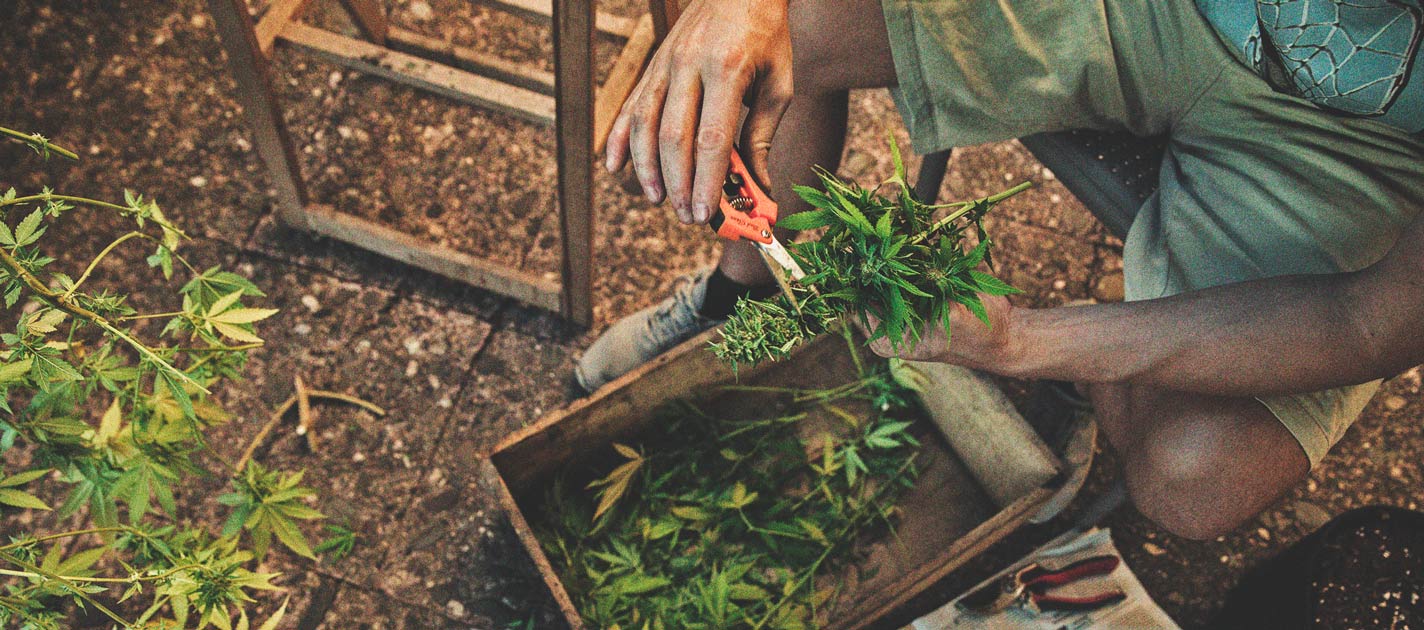 Lär dig varje steg i cannabisskörden och processen efter skörden