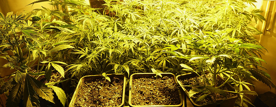 Royal Cheese Auto