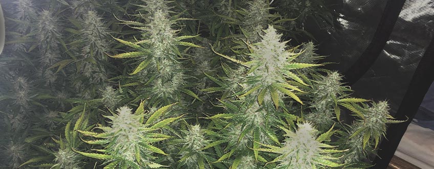 Royal Cookies Auto Royal Cookies Auto