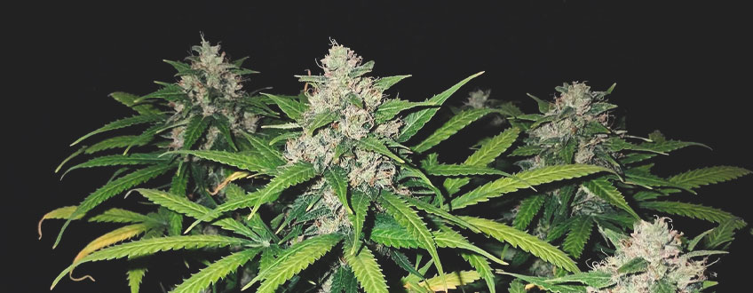 Royal Gorilla Auto Royal Gorilla Auto