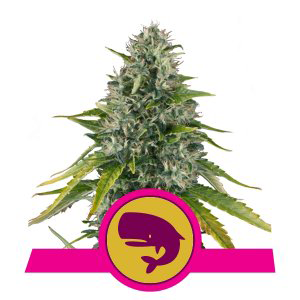 Royal Moby Royal Queen Seeds