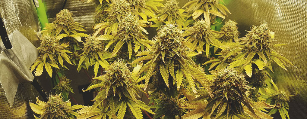 Skunk XL Skunk XL