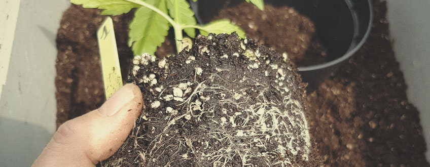 Vilken sorts jord ska man använda när man odlar cannabis utomhus?