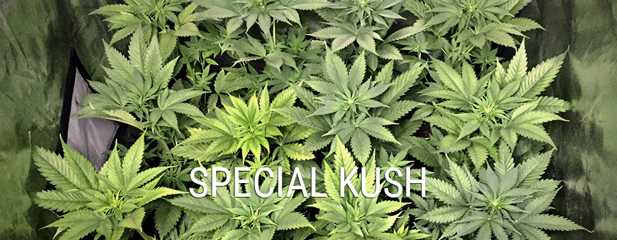 Special Kush Special Kush