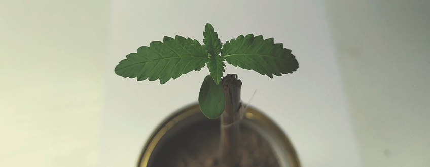 STÖTTA DIN PLANTAS STRUKTUR STÖTTA DIN PLANTAS STRUKTUR
