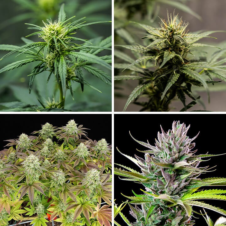 Triple G Seeds Triple G Seeds
