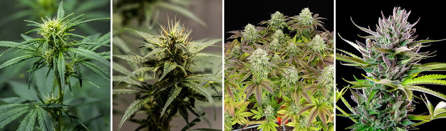 Triple G Seeds Triple G Seeds