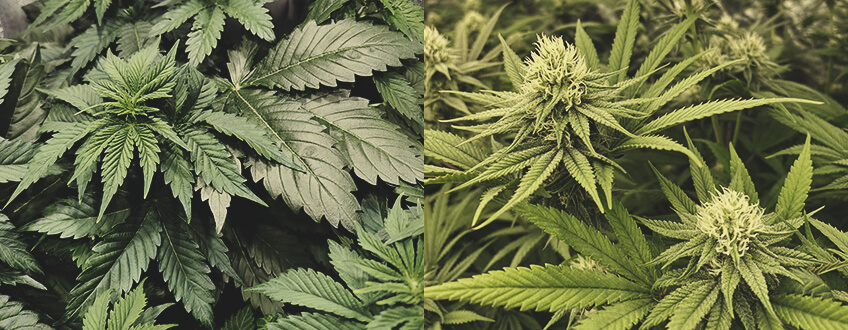 Hur länge tar det att odla cannabis?