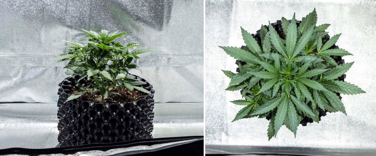 North Thunderfuck cannabisplanta i vecka 2 av tidig vegetativ tillväxt med fler solfjäderblad och ett starkare rotsystem i jord under LED-ljus