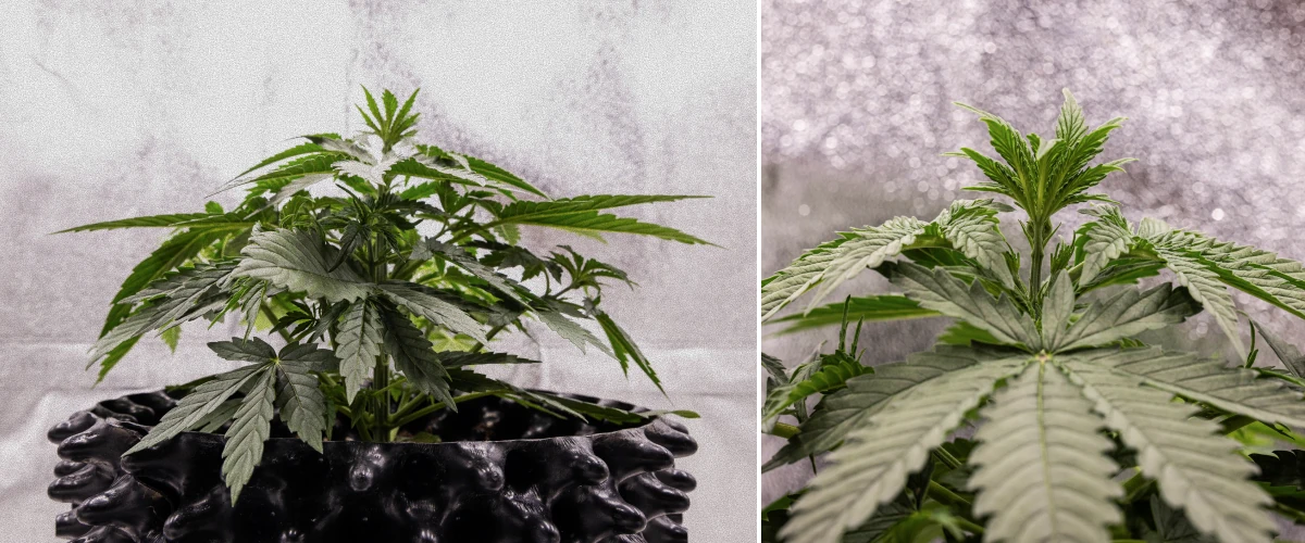 GOAT'lato Auto Odlingsrapport – Vecka 2 Tidig Vegetativ Fas GOAT'lato Auto cannabisplanta vecka 2 i tidig vegetativ fas, med fler solfjäderblad och starkt rotsystem under LED-ljus i BioBizz Light Mix