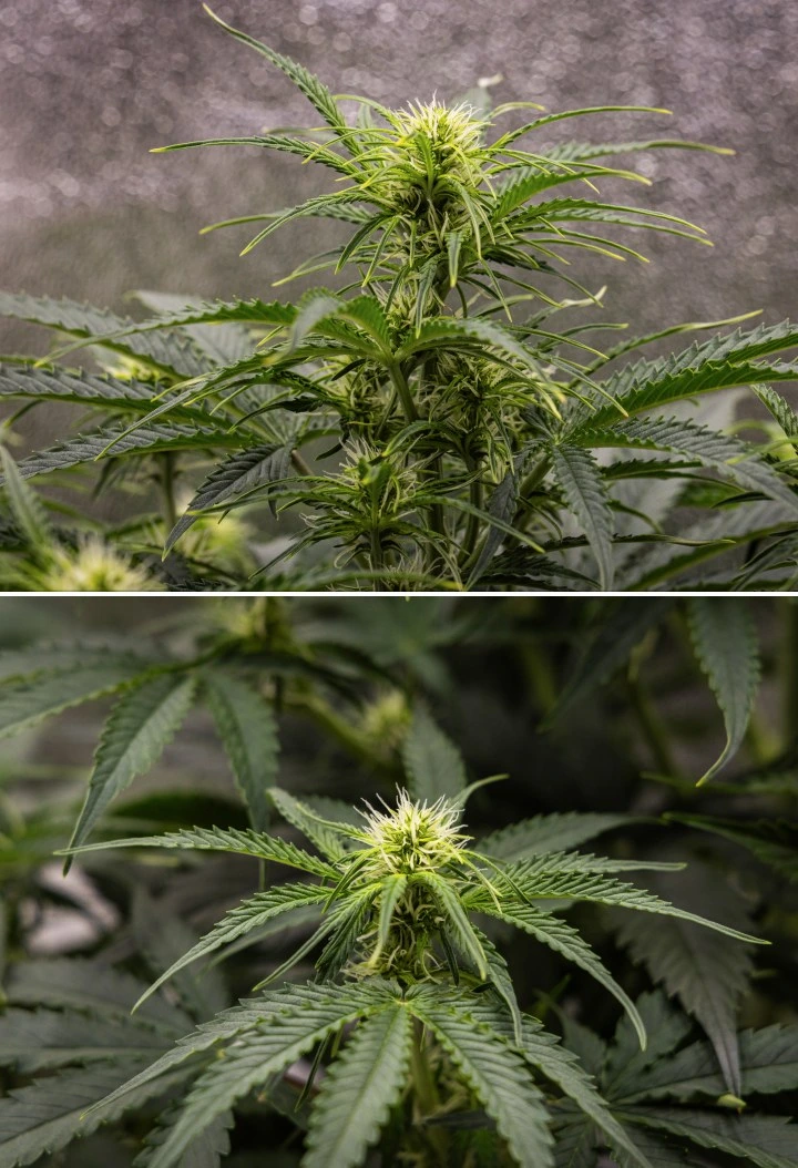 Gaia F1 odlingsrapport – Vecka 5 blomningstillväxt Gaia F1 cannabisplanta i vecka 5 som växer i jord med frisk blomningstillväxt inomhus