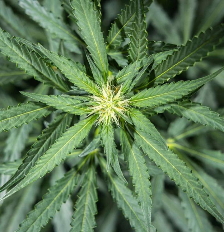 North Thunderfuck cannabisplanta under vecka 5 av den tidiga blomningen, med nya vita pistiller som bildas vid blomställena och friska solfjäderblad under LED-belysning