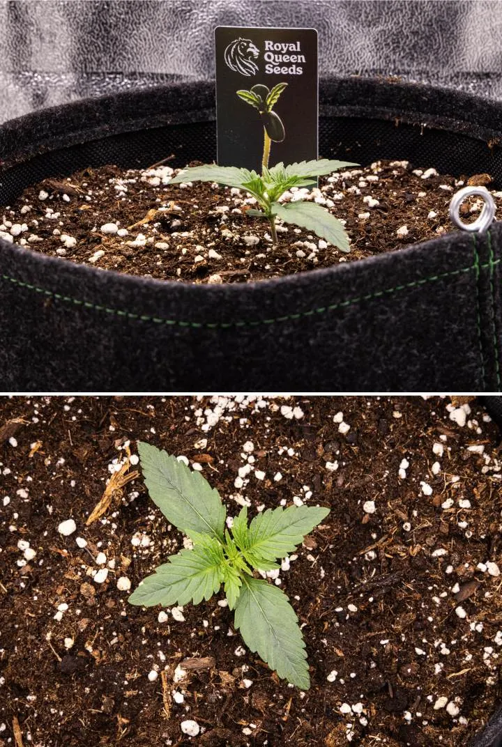 Gaia F1 odlingsrapport – Vecka 1 plantstadiet Gaia F1 cannabisplanta i vecka 1 som växer i jord, med de första karaktärsbladen under utveckling och en kompakt tidig struktur under inomhusförhållanden