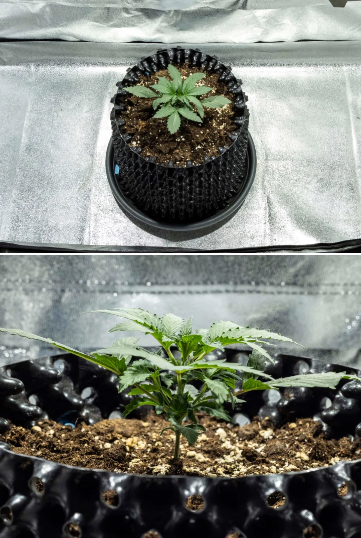 North Thunderfuck cannabisplanta vecka 1 med de första riktiga bladen och en frisk tidig tillväxt i jord under LED-belysning