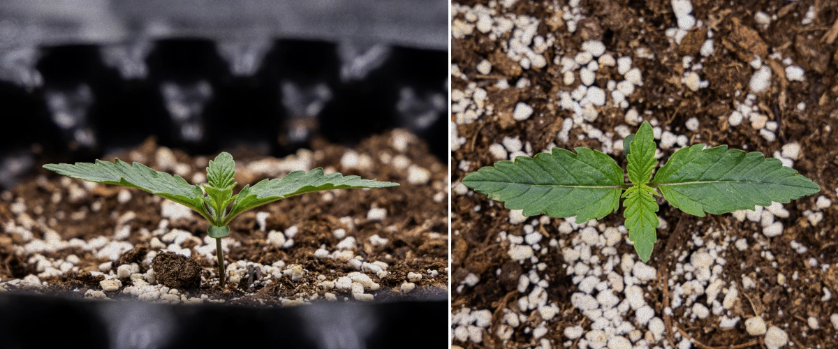 GOAT'lato Auto Odlingsrapport – Vecka 1 Plantstadiet GOAT'lato Auto Odlingsrapport – Vecka 1 Plantstadiet