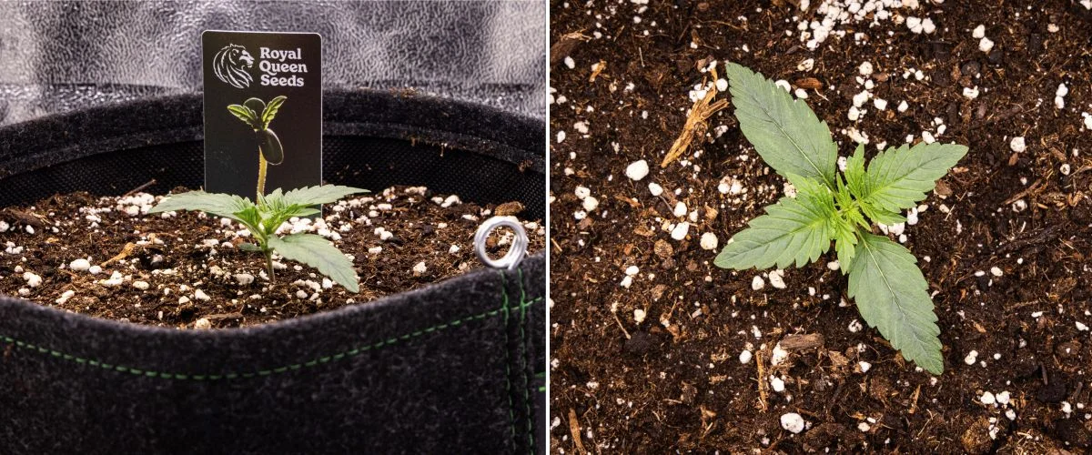 Gaia F1 odlingsrapport – Vecka 1 plantstadiet Gaia F1 cannabisplanta i vecka 1 som växer i jord, med de första karaktärsbladen under utveckling och en kompakt tidig struktur under inomhusförhållanden