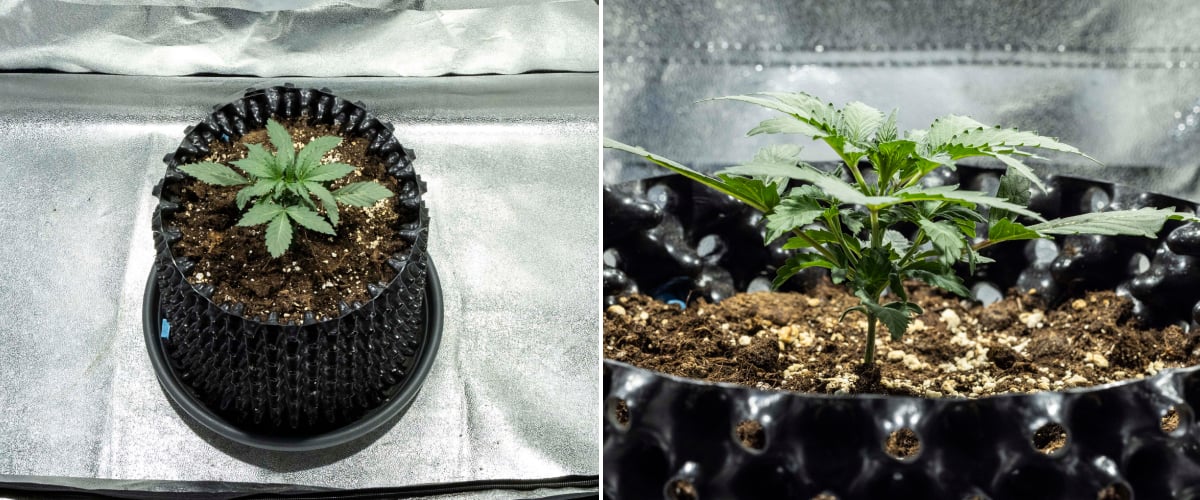 North Thunderfuck cannabisplanta i vecka 1 med de första riktiga bladen och hälsosam tidig tillväxt i jord under LED-ljus