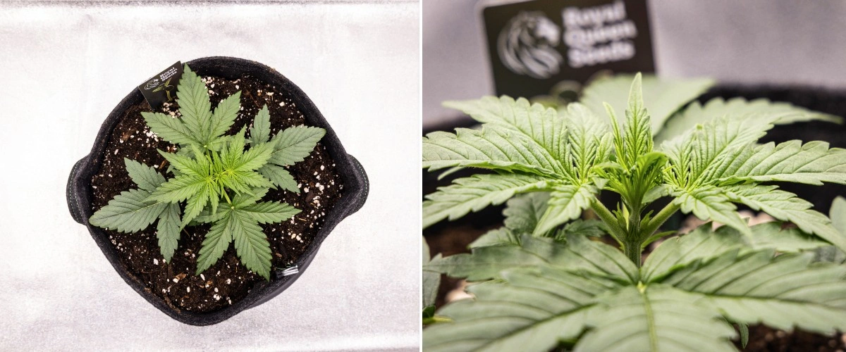 Gaia F1 odlingsrapport – Vecka 2 tidig vegetativ tillväxt Gaia F1 cannabisplanta i vecka 2 som växer i jord med frisk tidig vegetativ tillväxt inomhus