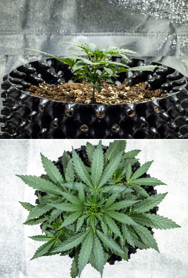 North Thunderfuck cannabisplanta under vecka 2 av den tidiga vegetativa tillväxten, där den utvecklar fler solfjäderblad och etablerar ett starkare rotsystem i jord under LED-belysning