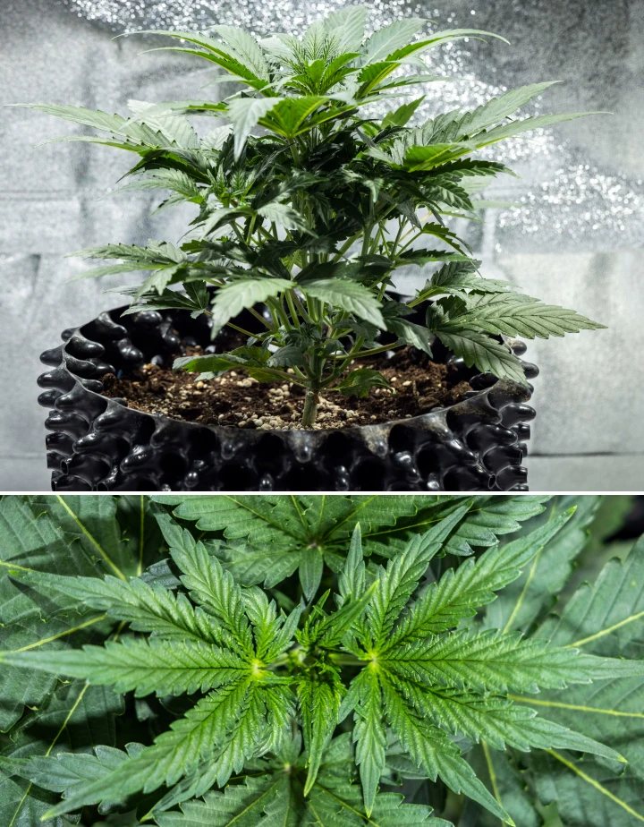 North Thunderfuck cannabisplanta under vecka 3 av den vegetativa tillväxten, med kraftig struktur, breda solfjäderblad och frisk förgrening i jord under LED-belysning