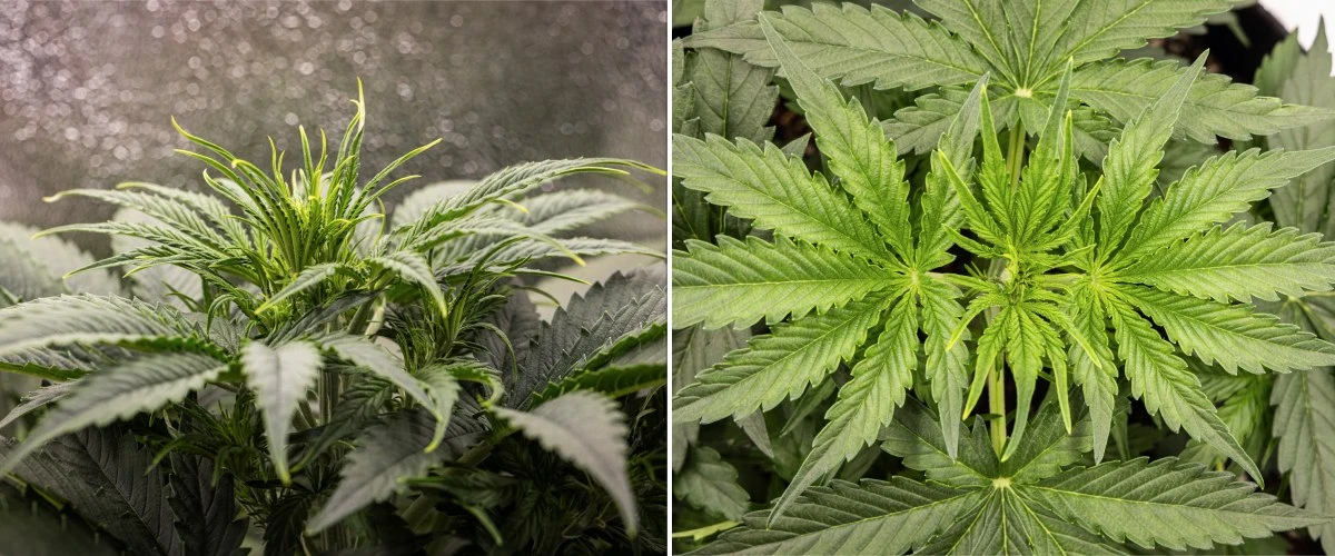 Gaia F1 odlingsrapport – Vecka 3 vegetativ tillväxt Gaia F1 cannabisplanta i vecka 3 som växer i jord med frisk vegetativ tillväxt inomhus