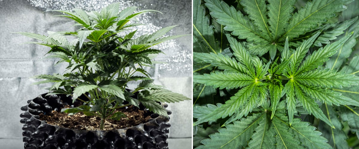 North Thunderfuck cannabisplanta i vecka 3 av vegetativ tillväxt med kraftig struktur, breda solfjäderblad och frisk förgrening i jord under LED-ljus