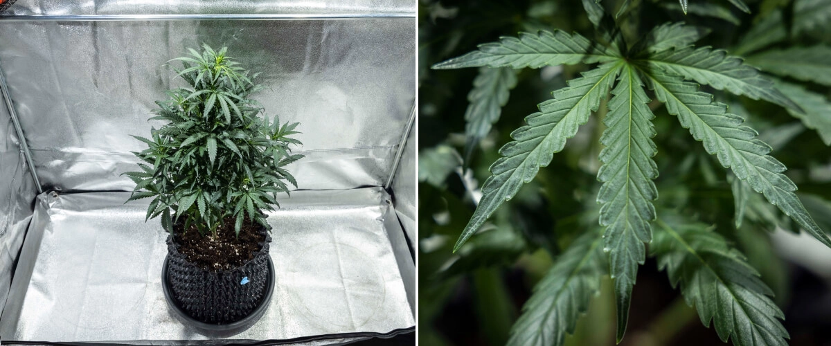 North Thunderfuck cannabisplanta under vecka 4 av den vegetativa tillväxten, med ett fylligare bladverk, kraftig förgrening och friska solfjäderblad som utvecklas i jord under LED-belysning