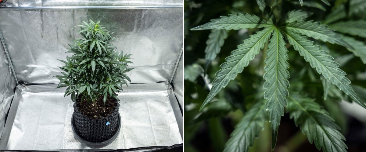 North Thunderfuck cannabisplanta i vecka 4 av den vegetativa tillväxten med fylligare krona, stark förgrening och friska solfjäderblad som utvecklas i jord under LED-ljus