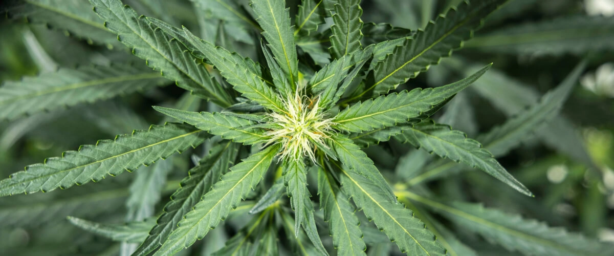 North Thunderfuck cannabisplanta under vecka 5 av den tidiga blomningen, med nya vita pistiller som bildas vid blomställena och friska solfjäderblad under LED-belysning