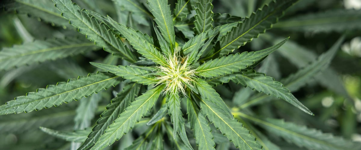 North Thunderfuck cannabisplanta i vecka 5 av den tidiga blomningsfasen med färska vita pistiller som bildas vid blomplatserna och friska solfjäderblad under LED-ljus