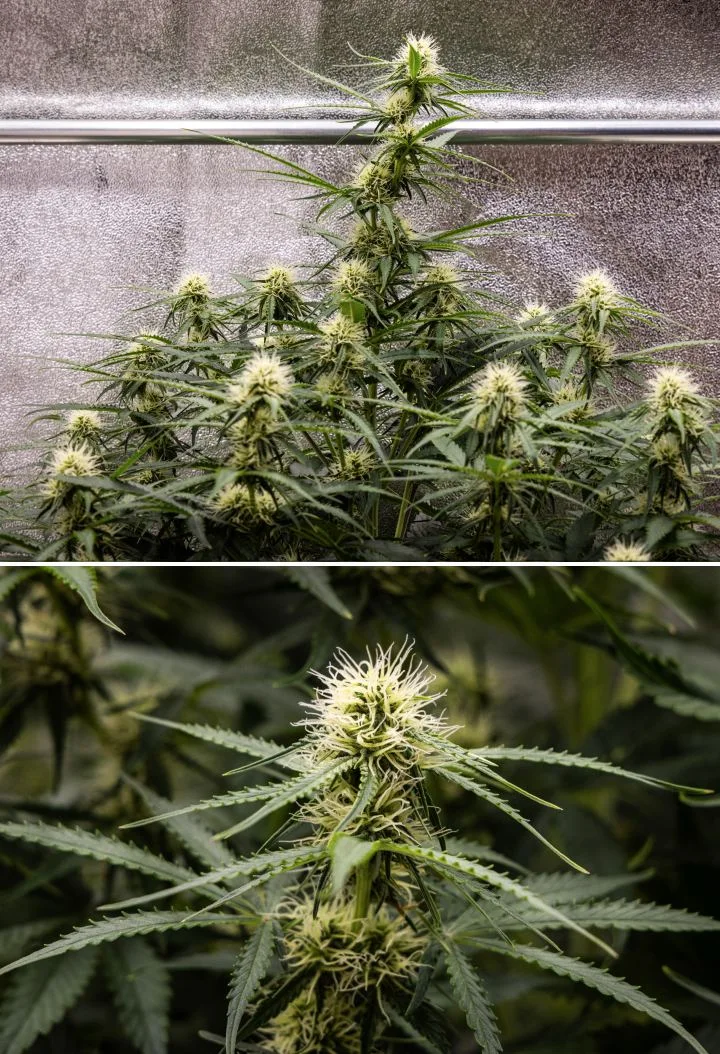 Gaia F1 odlingsrapport – Vecka 6 mitten av blomningen Gaia F1 cannabisplanta i vecka 6 som växer i jord med frisk tillväxt mitt i blomningen inomhus