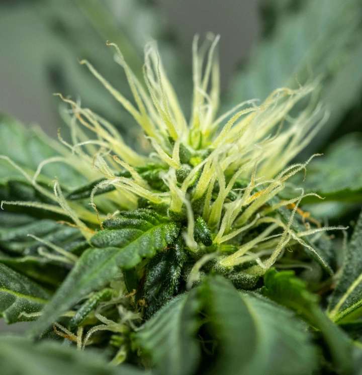 North Thunderfuck cannabisplanta under vecka 6 av blomningen, med utvecklande blomstruktur, rikligt med vita pistiller och friska sockerblad under LED-belysning