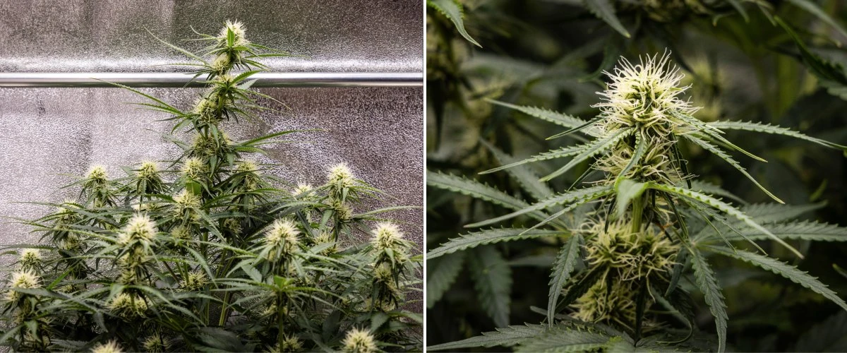 Gaia F1 odlingsrapport – Vecka 6 mitten av blomningen Gaia F1 cannabisplanta i vecka 6 som växer i jord med frisk tillväxt mitt i blomningen inomhus