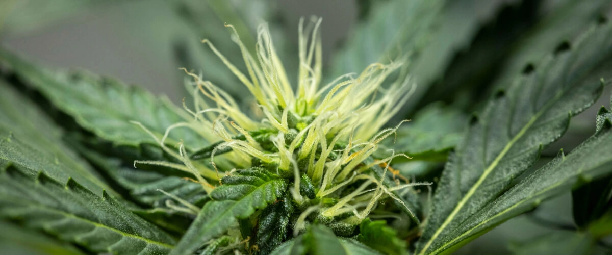 North Thunderfuck cannabisplanta under vecka 6 av blomningen, med utvecklande blomstruktur, rikligt med vita pistiller och friska sockerblad under LED-belysning