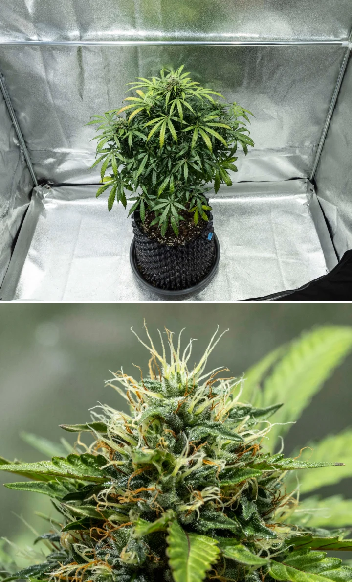 North Thunderfuck cannabisplanta under blomningsvecka 7–8, med växande knoppar, täta kluster av pistiller och ökande hartsproduktion under LED-belysning