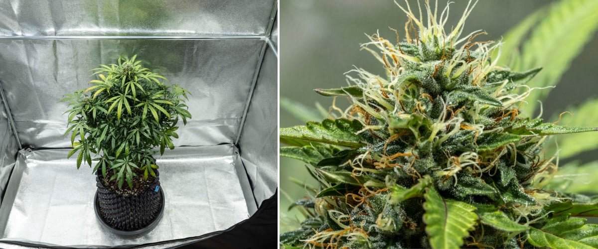 North Thunderfuck cannabisplanta under veckorna 7–8 av blomningen med expanderande buds, täta pistillkluster och ökande hartsproduktion under LED-ljus