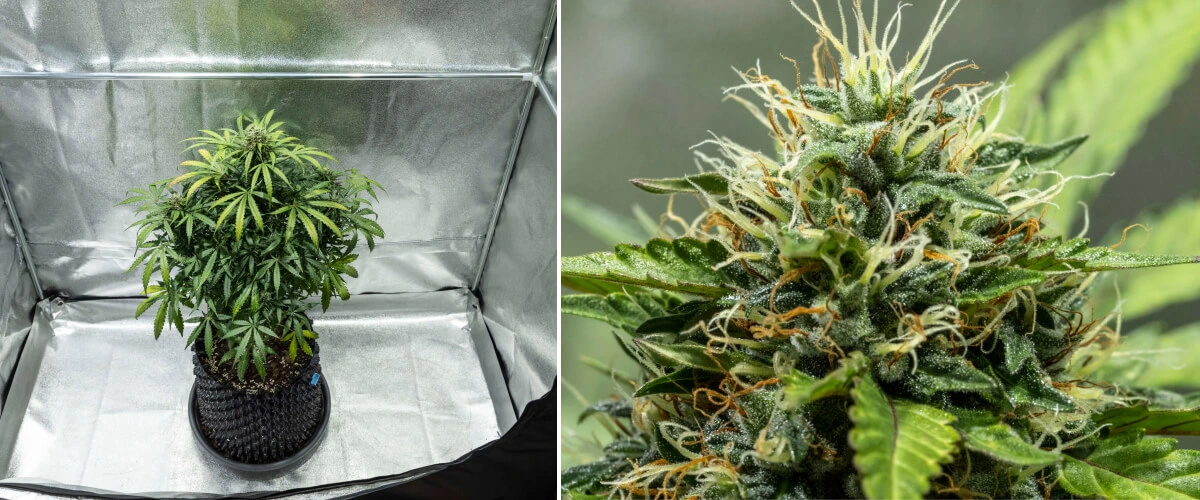 North Thunderfuck cannabisplanta under blomningsvecka 7–8, med växande knoppar, täta kluster av pistiller och ökande hartsproduktion under LED-belysning