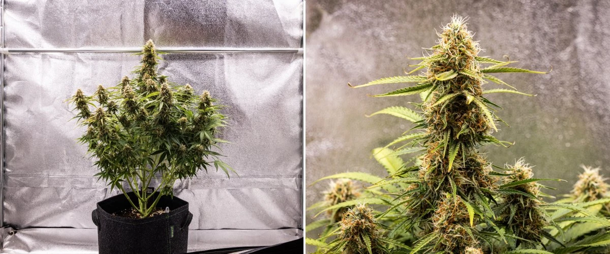 Gaia F1 odlingsrapport – Vecka 8 knopparnas mognad Gaia F1 cannabisplanta i vecka 8 som växer i jord med friska mognande blommor inomhus