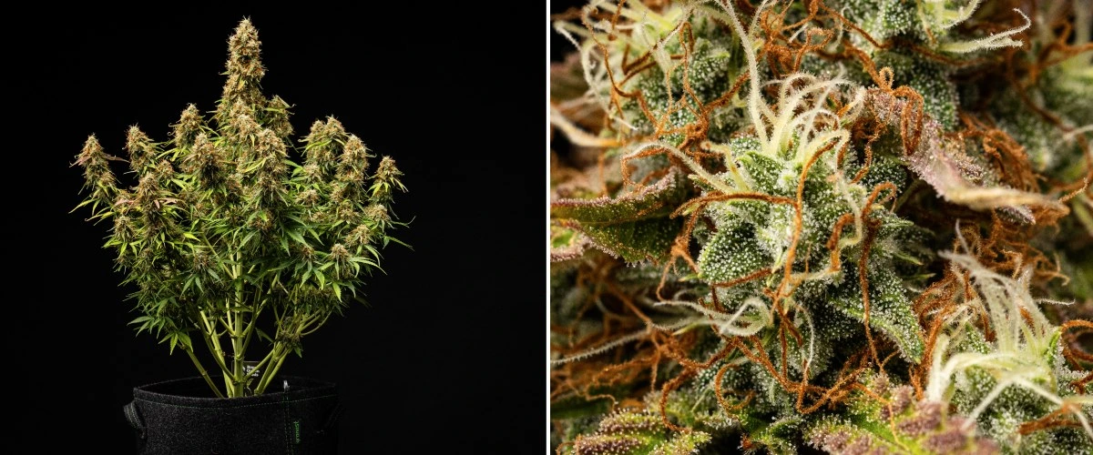 Gaia F1 odlingsrapport – Vecka 9-10 redo för skörd Gaia F1 cannabisplanta i vecka 9-10 som växer i jord med mogna knoppar redo för skörd inomhus